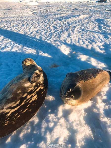 Several seals approached China's Zhongshan Station in Antarctica, even "posing" for photos. (Photo from Sina Weibo account of CCTV news)