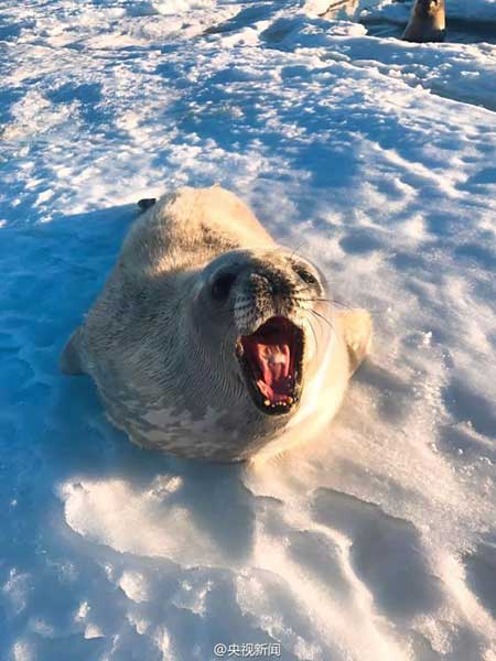 Several seals approached China's Zhongshan Station in Antarctica, even "posing" for photos. (Photo from Sina Weibo account of CCTV news)