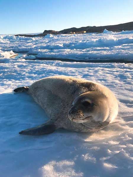 Several seals approached China's Zhongshan Station in Antarctica, even "posing" for photos. (Photo from Sina Weibo account of CCTV news)