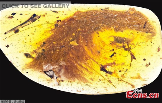 A chunk of amber - fossilized resin - spotted by a Chinese scientist in a market in Myitkyina, Myanmar, last year shows the tip of a preserved dinosaur tail section in this image released by the Royal Saskatchewan Museum in Canada on December 8, 2016. (Photo/Agencies)