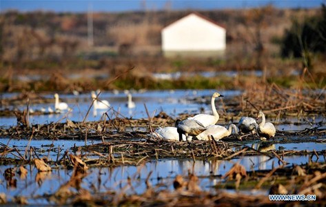 Migratory birds are seen at Poyang Lake, east China's Jiangxi Province, Dec. 28, 2016. According to the monitoring of the Poyang Lake National Nature Reserve, more than 160,000 migratory birds of 14 categories have arrived at the lake area in Jiangxi Province. (Xinhua/Hu Chenhuan)
