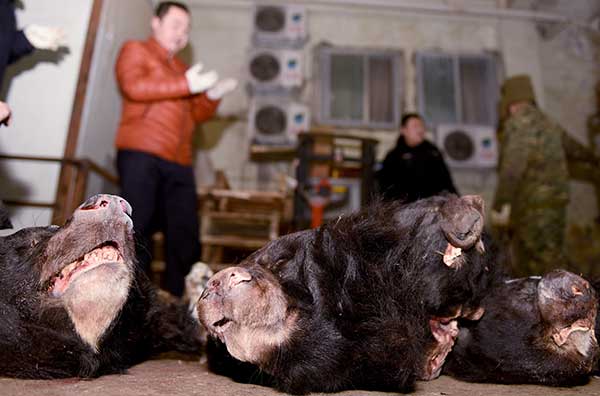 Remains of black bears are seized by police after a suspect was detained for the storage and trading of wild animals in Mianyang, Sichuan province.(Liu Chenping/For China Daily)