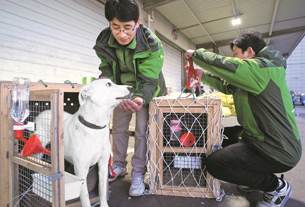 Spike, a 4-year-old canine, is fed at Beijing Capital International Airport on Dec 29 before being flown to the United States. Zhang Wei / China Daily