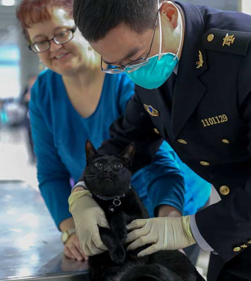 A traveler from the United States watches as a quarantine inspection officer examines her cat at Beijing Capital International Airport late last month.(Photo: China Daily/Ding Shan)