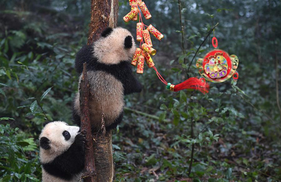 Photo taken on Jan. 11, 2017 shows baby giant pandas at the Ya'an Bifeng Gorge base of the China Conservation and Research Center for the Giant Panda in southwest China's Sichuan Province. Eight baby giant pandas born in 2016 were taken out for photos at the Ya'an Bifeng Gorge base of the China Conservation and Research Center for the Giant Panda here Wednesday. (Photo: Xinhua/Xue Yubin)