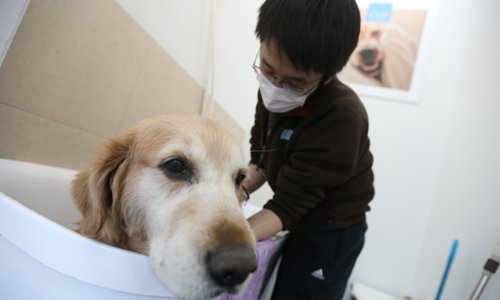 Chinese pet owners go to great lengths to pamper their pets. (Photo: Cui Meng/GT)