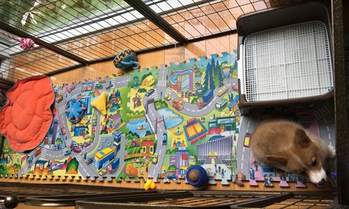 Magic, a Corgi puppy, not only has a big fence and a puzzle pad, but also a personal ayi. (Photo/Courtesy of Leona Chen)