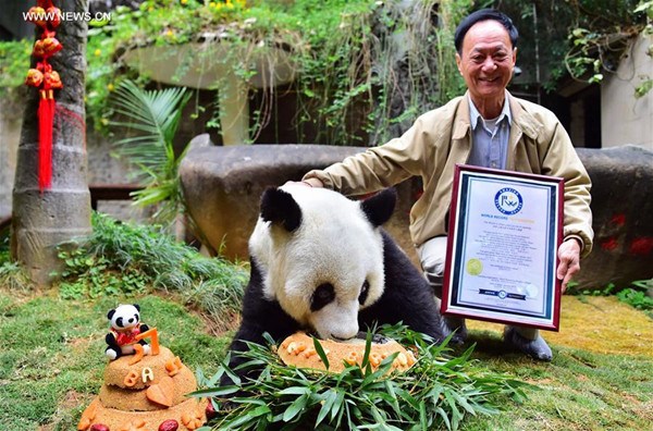 Chen Yucun, director of the panda research and exchange center, shows the certificate of the world's eldest giant panda in captivity beside giant panda Basi at the panda research and exchange center in Fuzhou, capital of southeast China's Fujian Province, Jan. 17, 2017. Basi, world's eldest giant panda in captivity, turns to 37 years old, an equivalent of more than 100 human years. Basi was born in 1980 in Baoxing County, southwest China's Sichuan Province. And she is prototype for mascot Panpan for the 1990 Beijing Asian Games. (Xinhua/Wei Peiquan)