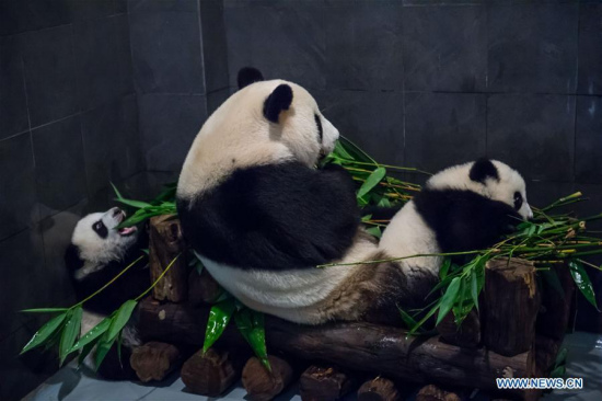 Giant pandas Jianjian (L), Xinxin (C) and Kangkang eat the bamboo leaf in Macao Special Administrative Region (SAR), south China, Jan. 11, 2017.(Xinhua/Cheong Kam Ka)