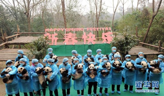 Twenty-three giant panda cubs posed for a Chinese New Year greeting at a breeding base in Chengdu city in southwest China's Sichuan Province on Jan. 20, 2017. (Xinhua/Xue Yubin)