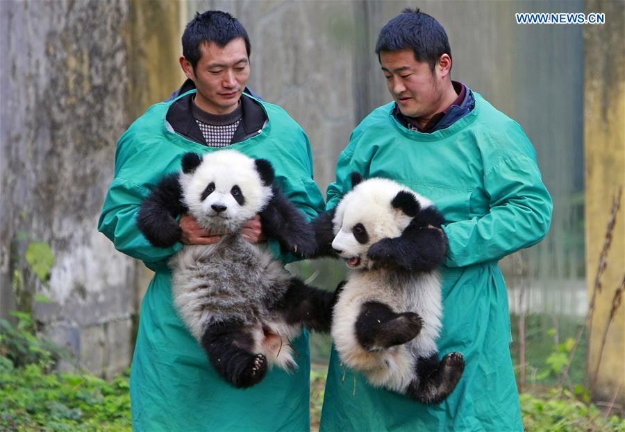 Giant panda twin cubs Dashuang (L) and Xiaoshuang are seen at the Chongqing zoo in Chongqing, southwest China, Jan. 22, 2017. The twin cubs, born in July of 2016, met the public here on Sunday. (Xinhua/Chen Cheng)