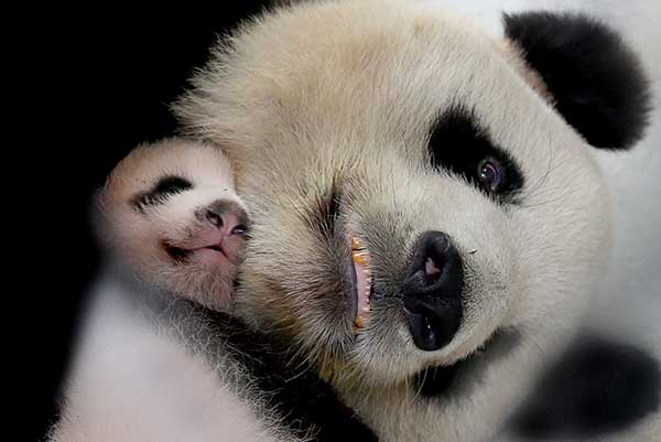 Huasheng with her mother, Guoguo, at the Shanghai Wild Animal Park in September.(Photo/Xinhua)