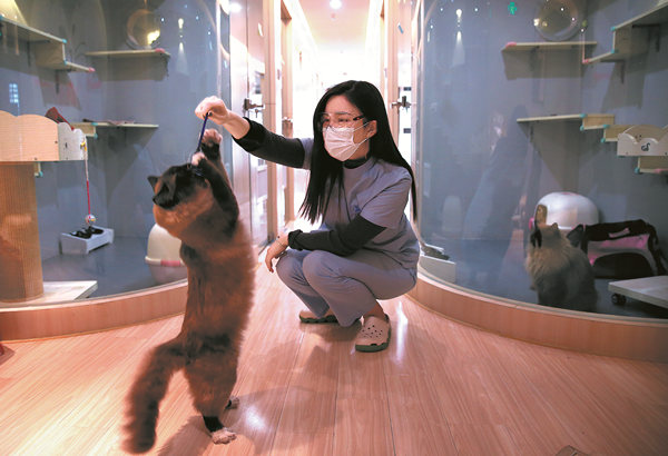 Vivi Wang, the 25-year-old owner of VAC Cat Hotel and Spa in Beijing, plays with a feline guest on Wednesday. Most cats stay from 7 to 10 days while their owners are away for Spring Festival, she said. ZOU HONG / CHINA DAILY