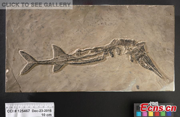 Two marine fossils dating to the Triassic period more than 200 million years ago have been returned to China. (Photo/Agencies)