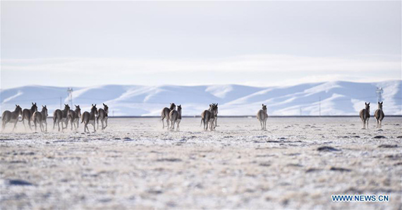 Kiangs are seen in Hoh Xil, northwest China's Qinghai Province, Dec. 2, 2016. The quantity of wild animals in Sanjiangyuan increased year by year due to the enhancement of local wild animal protection awareness. (Photo/Xinhua)