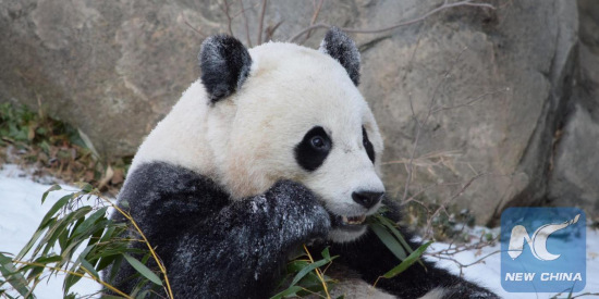 Smithsonian's National Zoo invites the public to join a series of online and on-site celebratory events to bid a fond farewell to giant panda Bao Bao before she begins the next chapter of her life in China. (Courtesy of Smithsonian's National Zoo)