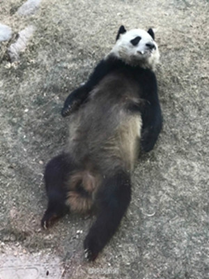 Panda Shulan (Photo/CCTVNews)