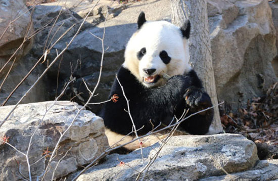 Giant panda Bao Bao eats sugar cane in the yard in the Smithsonian's National Zoo in Washington. (Photo/China Daily)