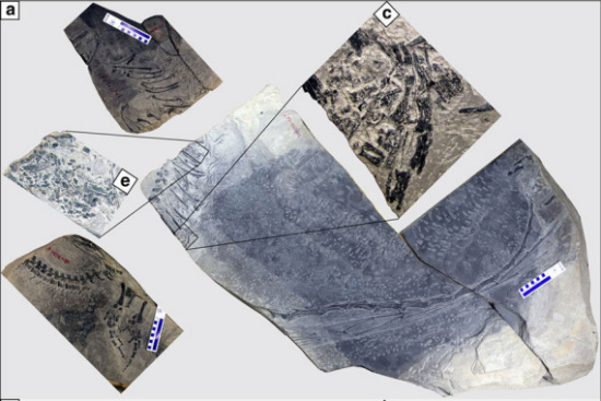 (a) The three separate blocks are arranged following their original positions in the field. (c) Photo showing a close-up of the embryo preserved in the stomach region. (e) Photo showing a close-up of the perleidid fish preserved in the stomach region. (Photos/ nature.com)