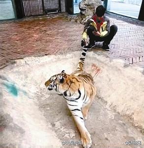 A shot of the video allegedly captured a zoo worker abusing a tiger. (Photo from web)