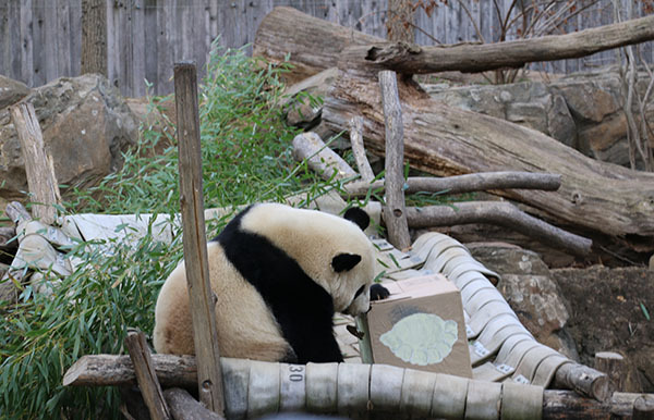 Giant panda Bao Bao at the Smithsonian's National Zoo enjoys her special treat at a dumpling party on Thursday morning. (Photo by Chen Weihua/China Daily)
