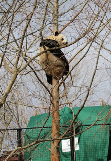 Giant panda Bao Bao at the Smithsonian's National Zoo climbs a tree on Thursday morning at a dumpling party for her departure to China on Feb 21. (Photo by Chen Weihua/China Daily)
