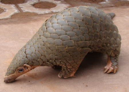 The Chinese pangolin is said to be extinct in the wild. (Photo provided to China Daily)