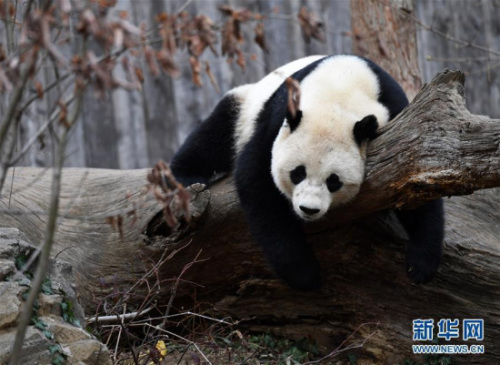 A close-up of Bao Bao at the National Zoo in Washington, Feb 21, 2017. (Photo/Xinhua)