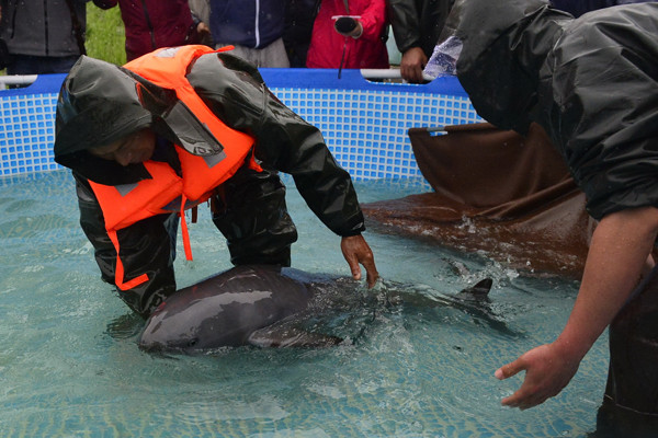 Workers introduce a Yangtze finless porpoise to a small pool on the shores of Boyang Lake, where the mammals are encouraged to breed in safe conditions. (Photo/Xinhua)