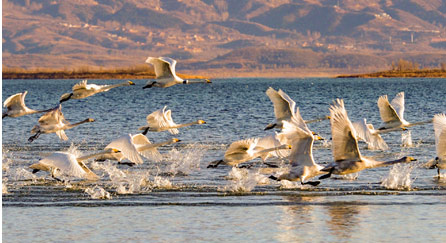 Beijing has strengthened its environmental protection in recent years, with special areas demarcated in Miyun Reservoir to protect resources and water quality of the capital. A herd of swans are flying over the reservoir. (Photo by He Yong from People's Daily)