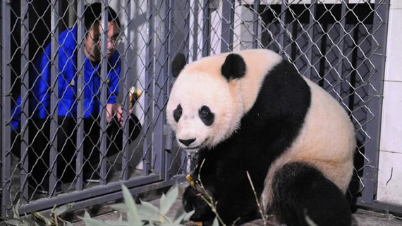 The screenshot shows a Chinese keeper feeds Bao Bao with bamboo shoots at the Dujiangyan Panda base of The Giant Panda Protection and Research Center of China on February 26, 2017. (Photo/CGTN)