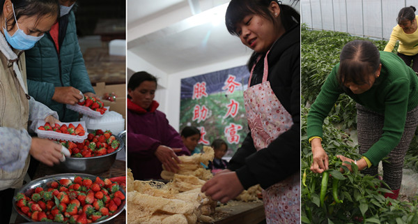 Left: Workers package strawberries at a local production base in Nashan township in Jinggangshan, Jiangxi province. Center: Villagers in Jinggangshan package bamboo fungus for online orders. The packages will be shipped by China Post. Right: Farmers harvest peppers at a greenhouse in Xincheng township. HUANG ZEYUAN/CHINA DAILY