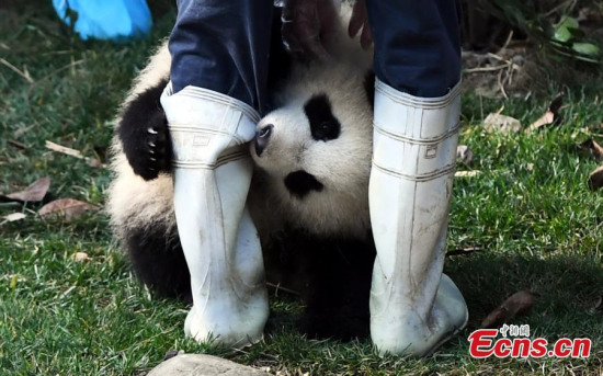 Grabbing a keepers leg, panda Qiyi plays at Chengdu Research Base of Giant Panda Breeding in Southwest Chinas Sichuan province. The panda made an impression on netizens after it grabbed ahold of its breeders leg. (Photo: China News Service/An Yuan)