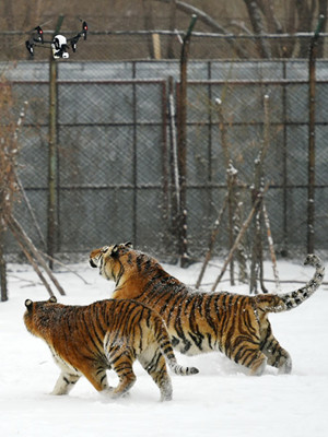 Two Siberian tigers chase an aerial photography drone in Harbin, Heilongjiang province, in February. (Photo/Xinhua)
