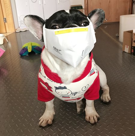 Tuotuo, a French bulldog and online celebrity, wears a smog-proof mask. (Photo/Courtesy of Tuotuo's owner)