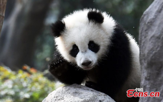 Panda Qiyi plays at Chengdu Research Base of Giant Panda Breeding in Southwest Chinas Sichuan province. The panda made an impression on netizens after it grabbed ahold of its breeders leg. (Photo: China News Service/An Yuan)