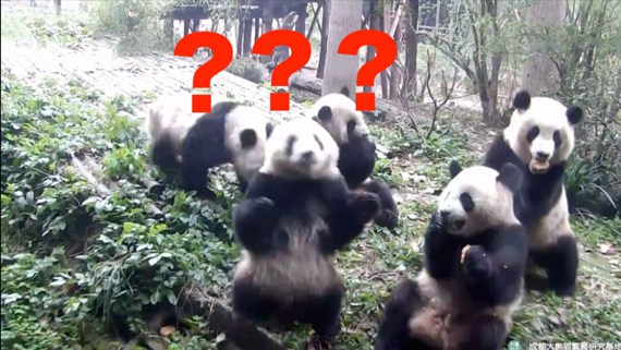 At Chinas Chengdu Research Base of Giant Panda Breeding in the southwestern province of Sichuan, feeding time turned out to be more perplexing than it should be, as one of the snacks being thrown to the bears fell within one cubs blind spot. (Photo/CGTN)