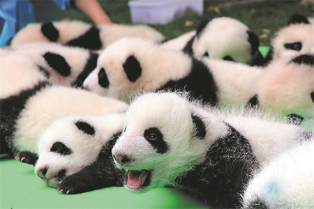 Pandas born at the Chengdu Research Base of Giant Panda Breeding meet the public. (Photo/CHINA DAILY)