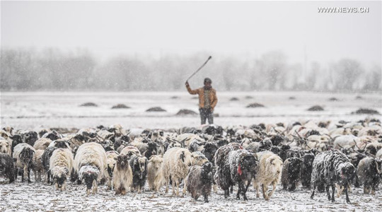 A shepherd herds sheep in Gyangze, southwest China's Tibet Autonomous Region, March 11, 2017. A heavy snowfall hit parts of Tibet on Saturday, providing better soil condition for the spring seeding. (Xinhua/Purbu Zhaxi)