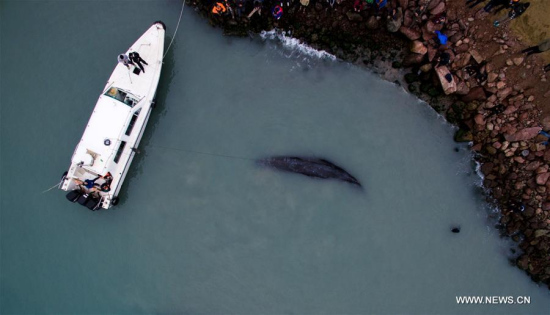 Rescuers test the auditory sense of a sperm whale near a dock in Huizhou Harbor in Huizhou, south China's Guangdong Province, March 14, 2017. A sperm whale stranded near a dock in Huizhou on Tuesday. The rescue work is under way in difficulty since the whale seems weak. (Xinhua/Mao Siqian)