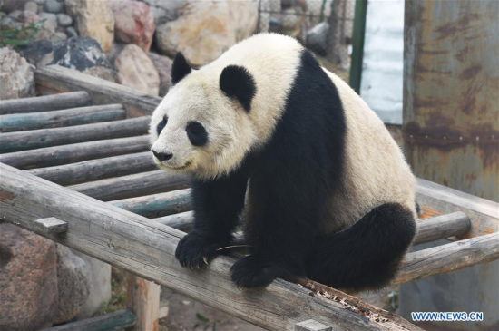 Giant panda Shu Lan rests at Lanzhou Zoo in Lanzhou, capital of northwest China's Gansu Province, March 16, 2017. (Xinhua/Fan Peishen)