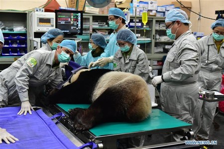 Veterinarians of Taipei Zoo check a giant panda before artificial insemination in Taipei, southeast China's Taiwan, March 17, 2017. Female giant panda Yuan Yuan, who has entered its heat period, received artificial insemination with male panda Tuan Tuan Friday. (Photo/Xinhua)