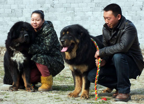 Similar to luxury cars, villas and overseas assets, a Tibetan mastiff was once seen a status symbol for China's nouveau riche. (Photo by Liu Junfeng/China Daily)
