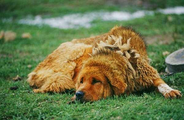 Lion-like mastiffs were traditionally trained as sheep dogs by herders. (Photo by Xu Zhuoheng/China Daily)