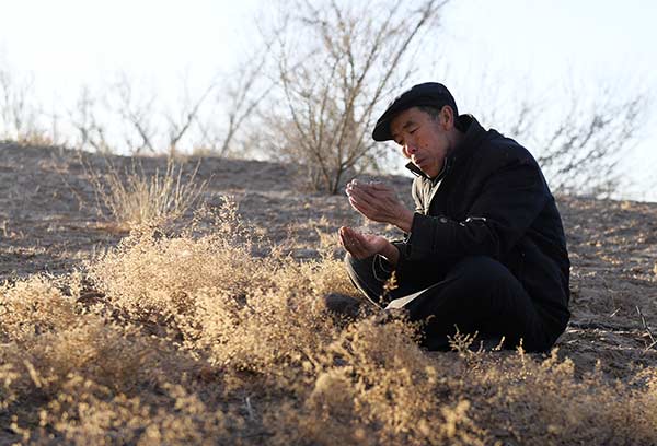 Guo Wangang, head of Babusha Forest Farm, inspects plants growing in a previously barren area of Gulang county, Gansu province.(Photo/China Daily)