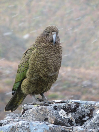 The kea is a large species of parrot of the family Strigopidae found in forested and alpine regions of the South Island of New Zealand. 