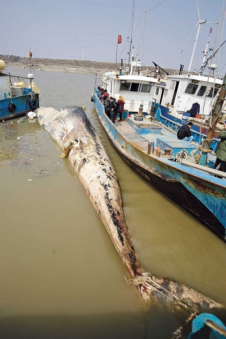 The dead baleen whale being towed to port.(Jiang Xiaowei)