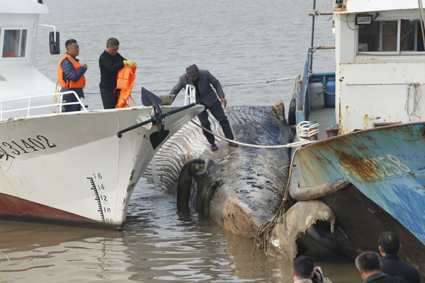 An expert examines the dead whale at a port in Shanghai on March 21, 2017. (Photo/for China Daily)