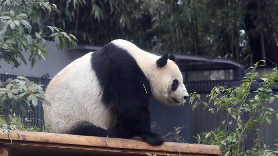 Panda cub Bao Bao makes her debut  at the China Conservation and Research Center in Sichuan, March 24, 2017. (Photo/CGTN)
