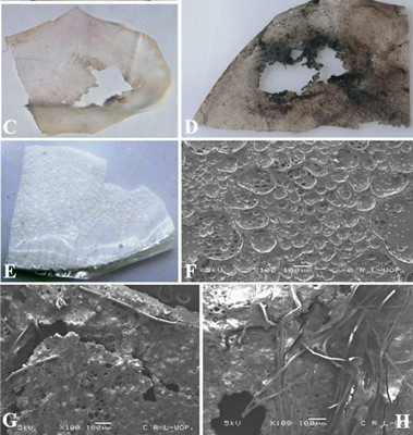 Images showing the biodegradation process by fungi. (Photo/CAS)